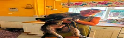 Mixed Breed dogs for adoption: Greyson - Norwich Norfolk  - Advert 14
