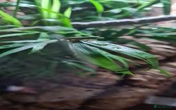 Gecko reptiles for sale: Peacock geckos in Harlow - Image 4