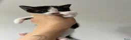 Mixed Breed cats for sale: 2 beautiful kittens for sale in Worksop - Advert 6