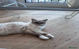 Ragdoll cats for sale: Adorable Ragdoll Looking for a Loving New Home  - Image 4