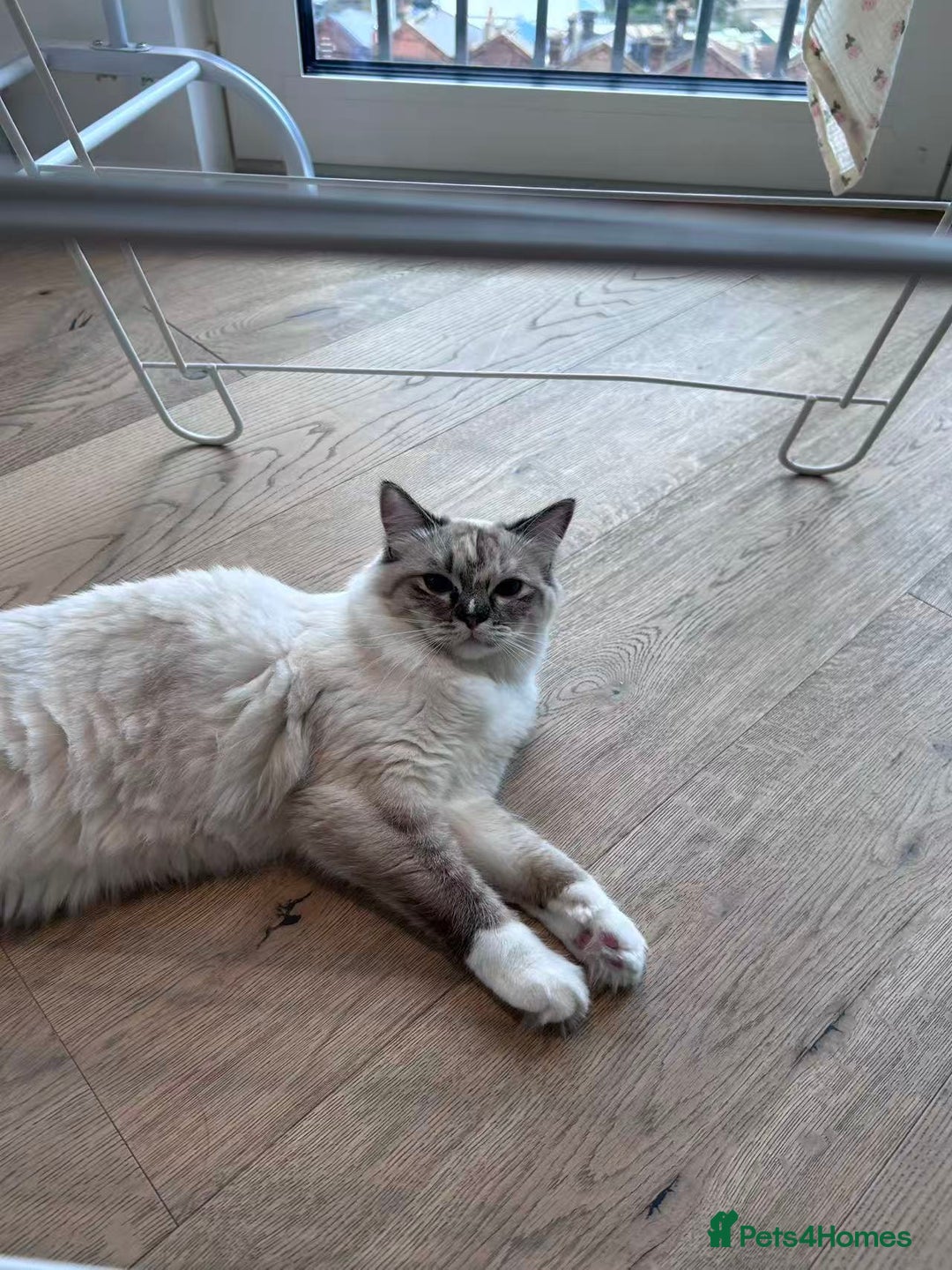 Ragdoll cats for sale: Adorable Ragdoll Looking for a Loving New Home  - Image 4
