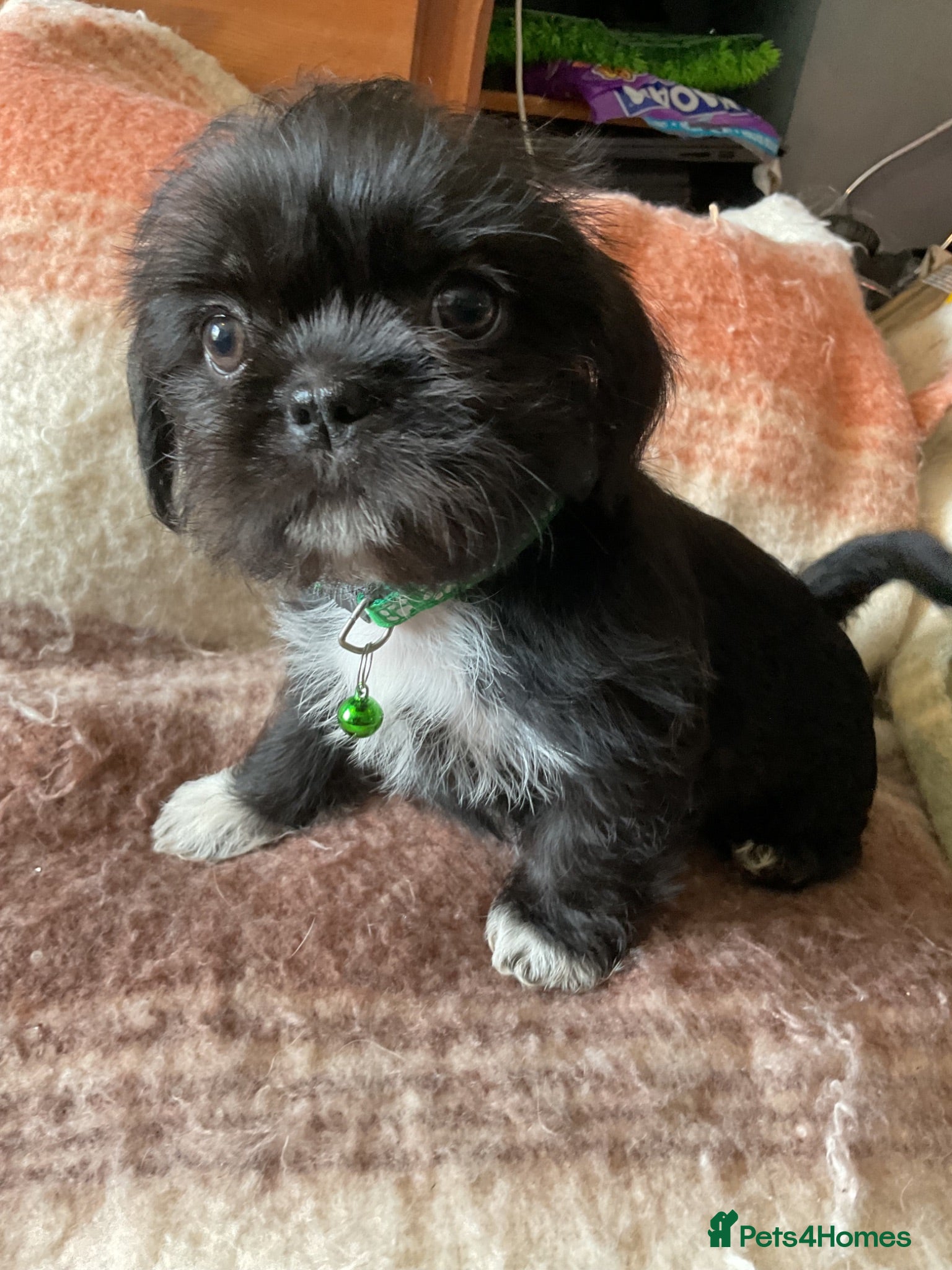 Malshi dogs 5 Beautiful Malshi Puppies - Maltese x Shih tzu - Advert 15
