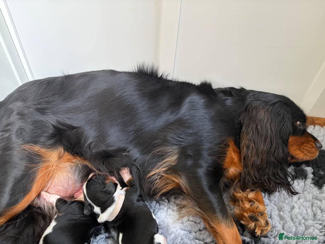 Cavalier King Charles Spaniel dogs for sale: Beautiful Cavalier King Charles Puppies - Image 5