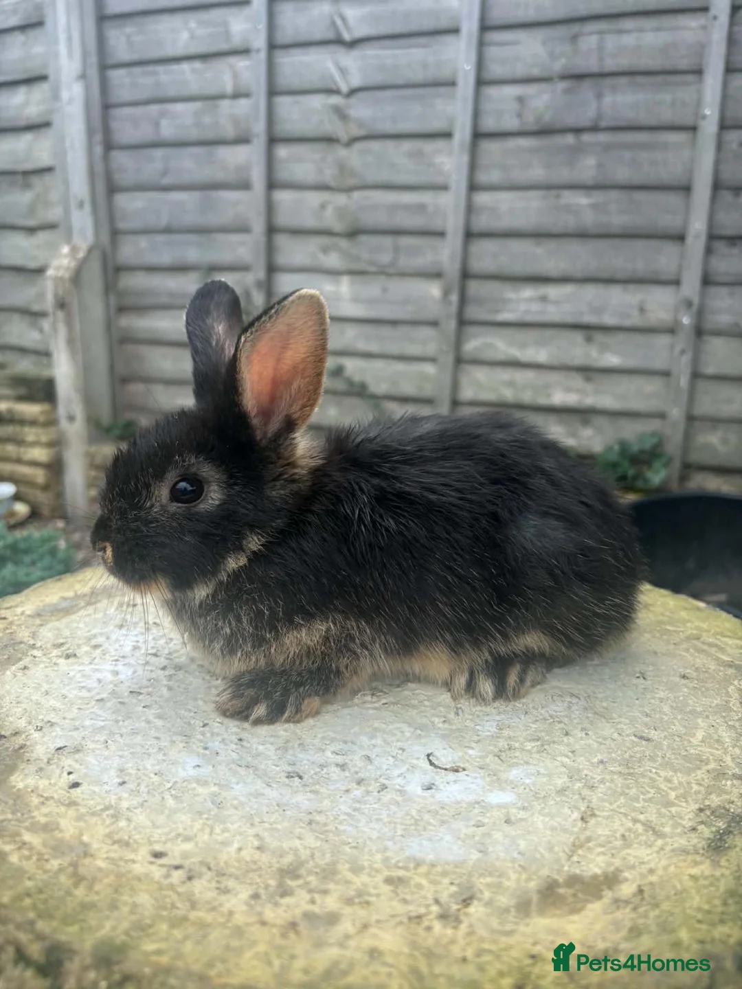 Mixed Breed rabbits for sale: 6 male netherland dwarf x mini lop bunnies - Advert 2