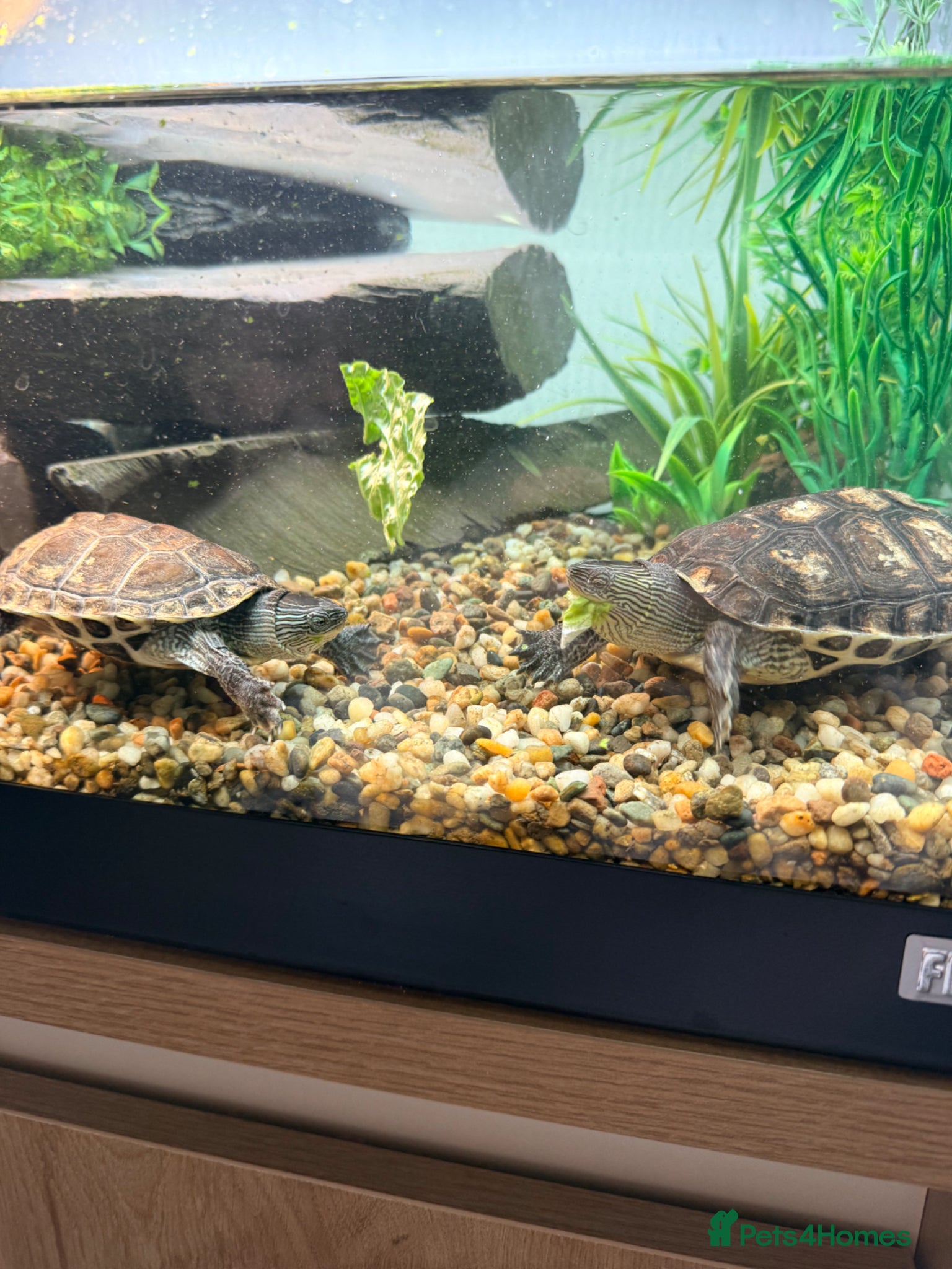 Turtle reptiles for sale: Aquatic long necked striped China  - Advert 1