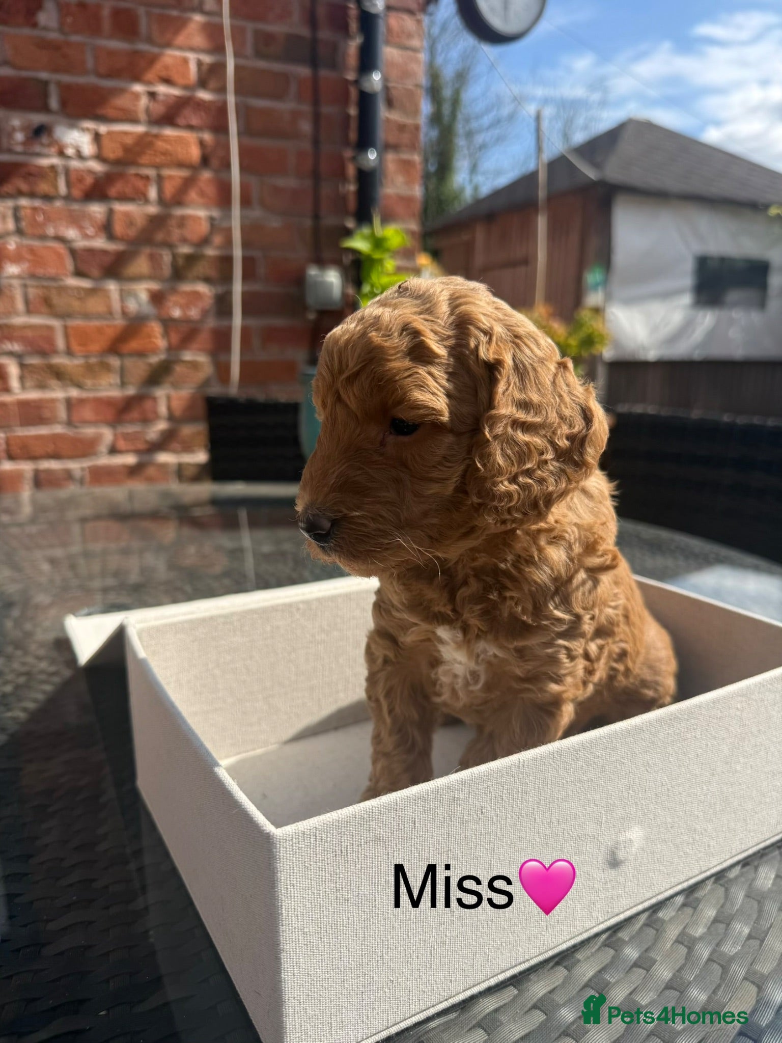 Mini Goldendoodle dogs Outstanding Goldendoodle puppies  - Advert 1