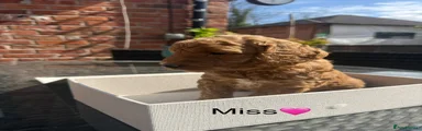 Mini Goldendoodle 3