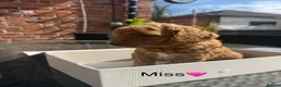 Mini Goldendoodle dogs for sale: Outstanding Goldendoodle puppies  in Whitchurch - Advert 9