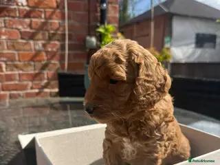Mini Goldendoodle dogs Outstanding Goldendoodle puppies - Advert 1