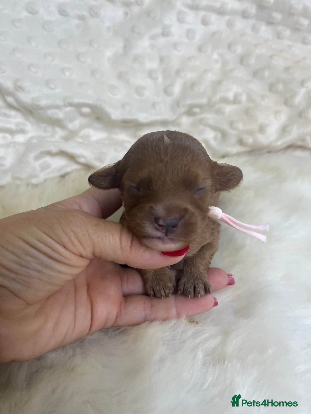 Cavapoo dogs for sale: Top Class Extensively tested F1b Toy Cavapoo pups - Image 21