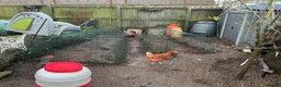 Chickens poultry for sale: Chickens and omlet coups feeders joblot  - Advert 1