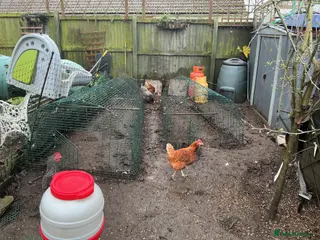 Chickens poultry Chickens and omlet coups feeders joblot - Advert 1