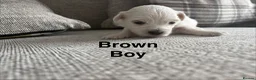 Maltese dogs for sale: Maltese puppies - Advert 8