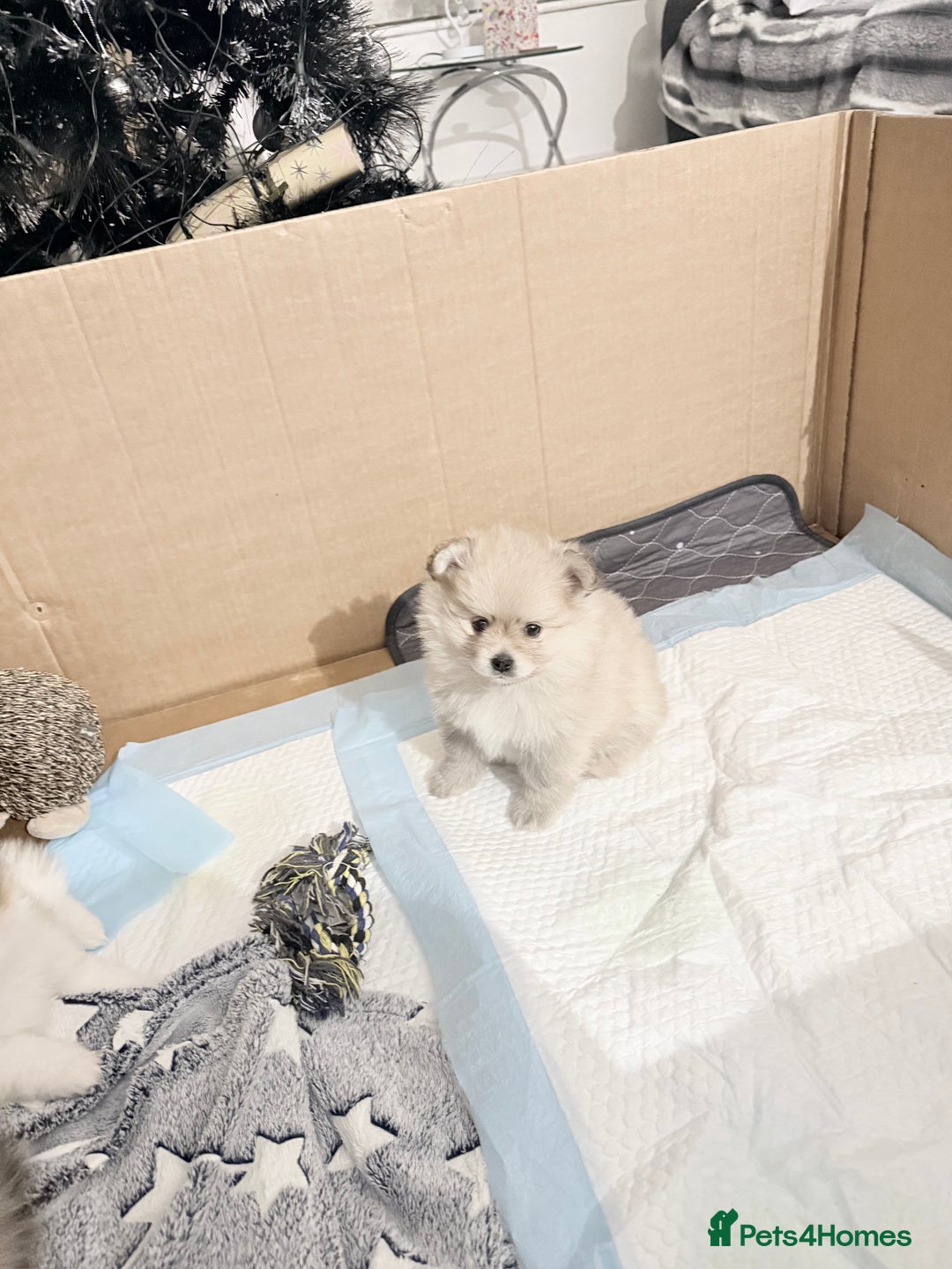 Pomchi dogs for sale: 3/4 Pom 1/4 chi Pomchi F1BB - Advert 31