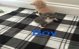 British Longhair cats for sale: Beautiful British longhair kittens - Image 3