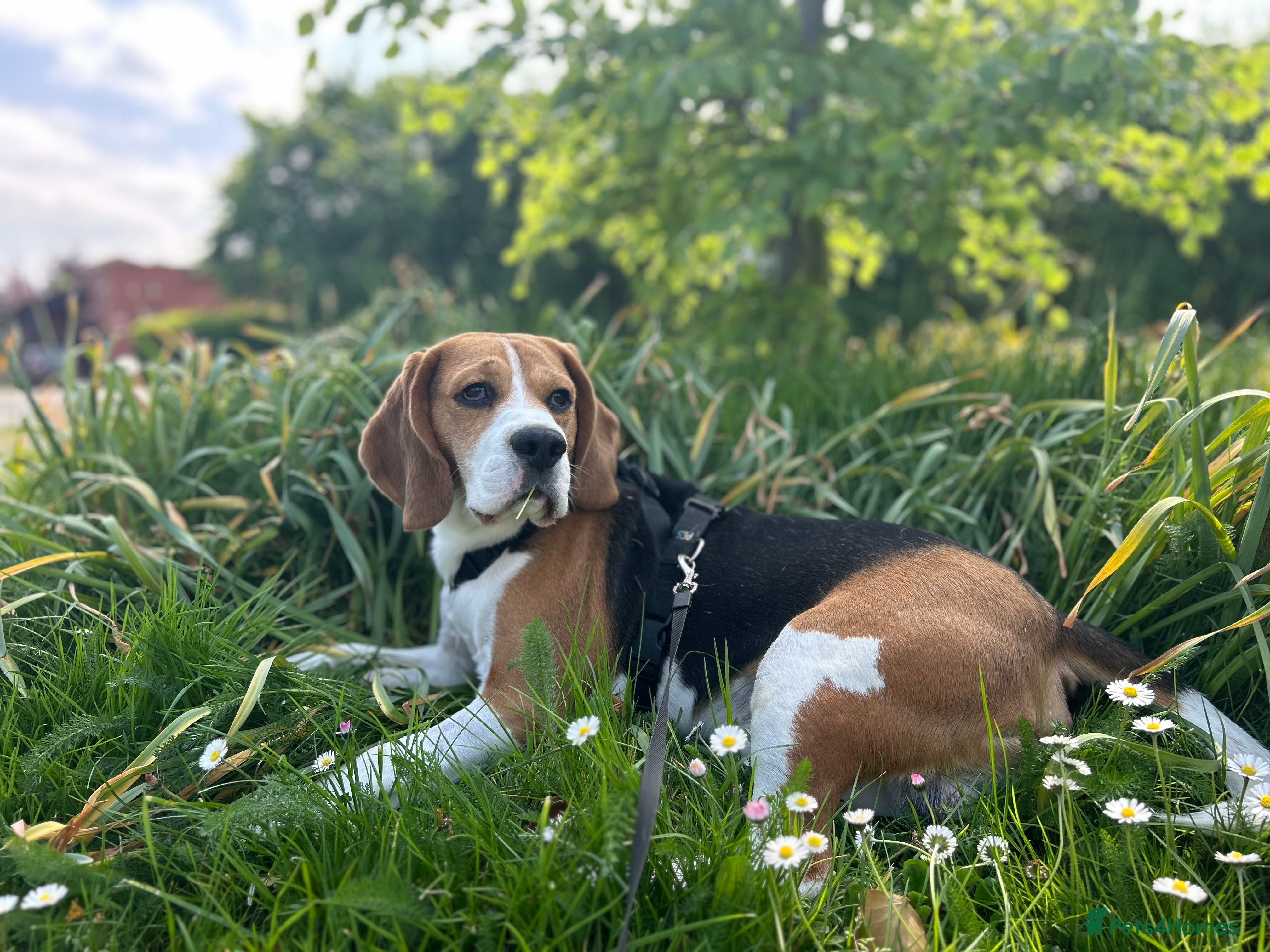 Beagle dogs Pure beagle for stud  in Warwick - Advert 2