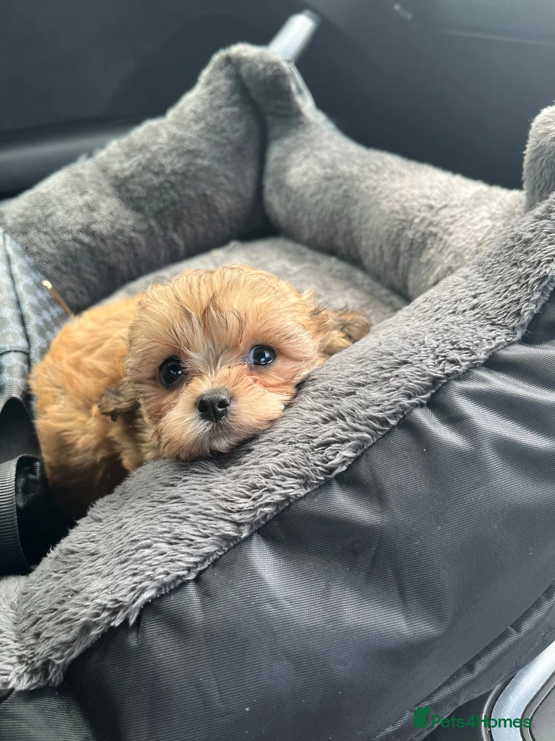 Shih Tzu dogs for sale: WAITING LIST Toy Shihpoo Puppies - Advert 2