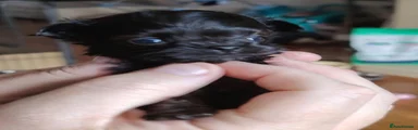 Mixed Breed 4