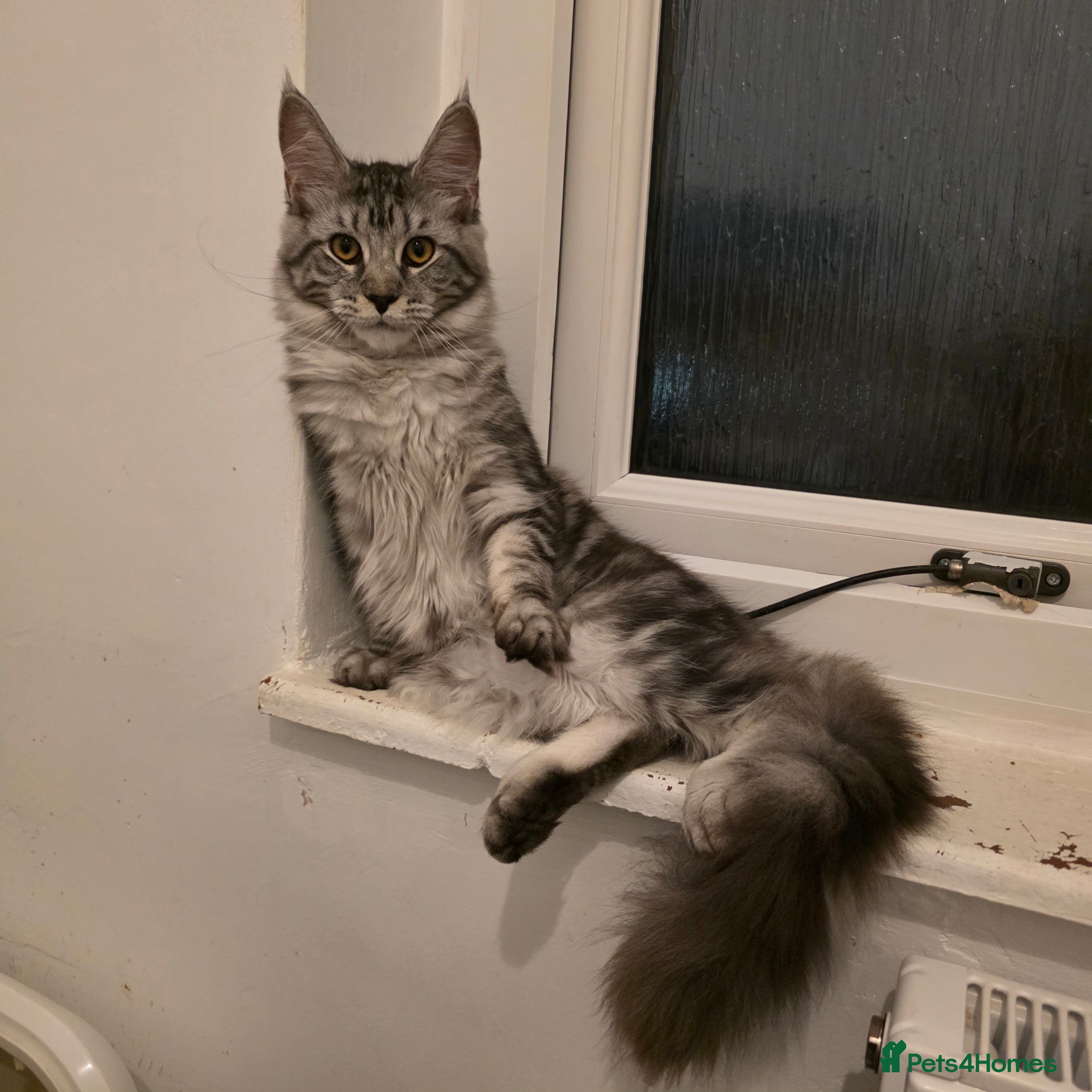 Maine Coon cats Premium Pedigree Maine Coon Kittens – Ready Now 🐾 - Advert 2