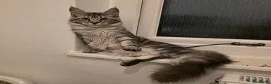 Gigi