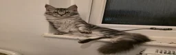 Maine Coon cats for sale: Premium Pedigree Maine Coon Kittens – Ready Now 🐾 - Advert 6
