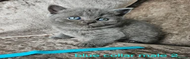 British Shorthair 2 blue collar male