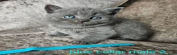 British Shorthair cats for sale: 5 pedigree British blue shorthairs kittens  - Advert 5