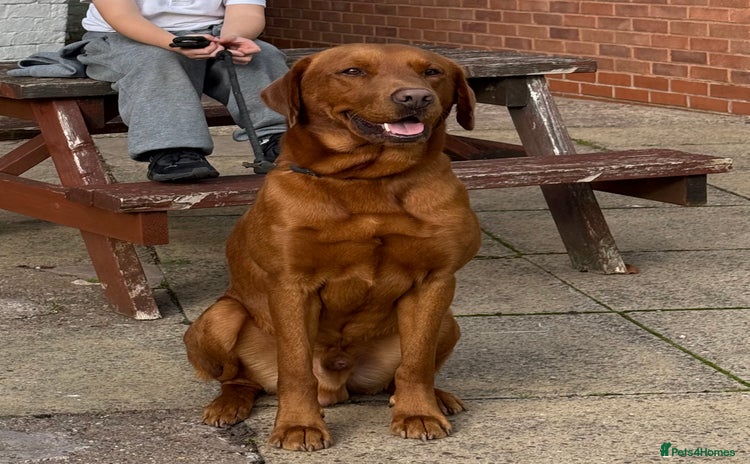 Labrador Retriever dogs - Advert 2