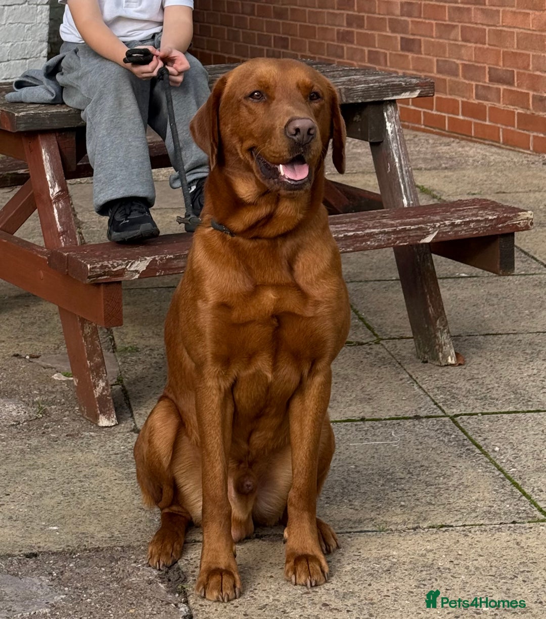 Labrador Retriever dogs for stud: Fox Red Labrador - Advert 1