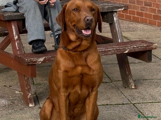 Labrador Retriever dogs Fox Red Labrador - Advert 14