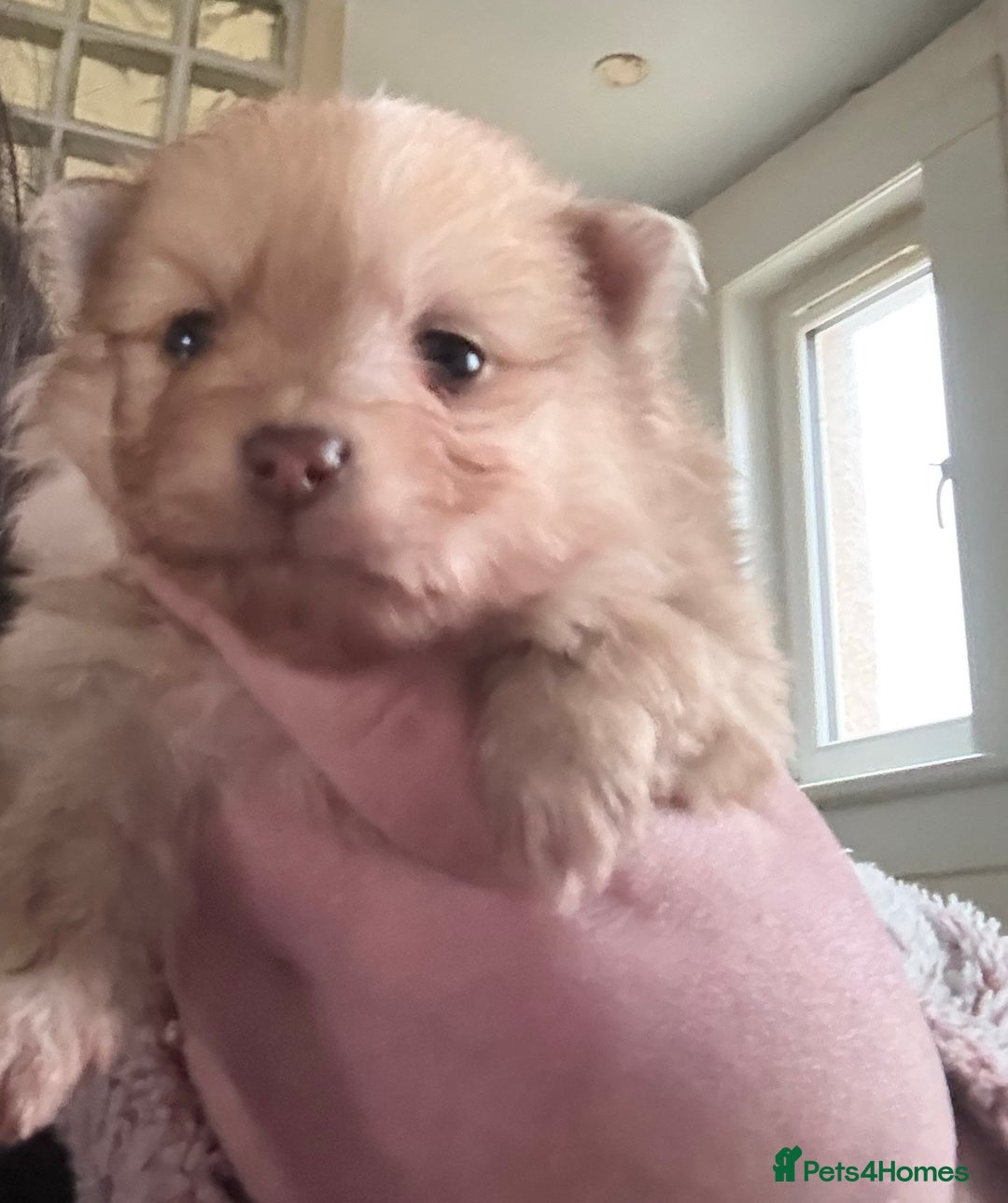 Pomeranian dogs for sale: Pomeranian puppies  - Advert 2