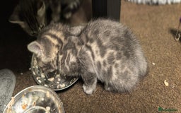 Bengal cats for sale: Sweet Bengal Kittens For Sale  - Image 13