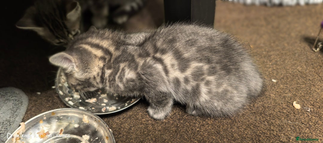 Bengal cats for sale: Sweet Bengal Kittens For Sale  - Image 13
