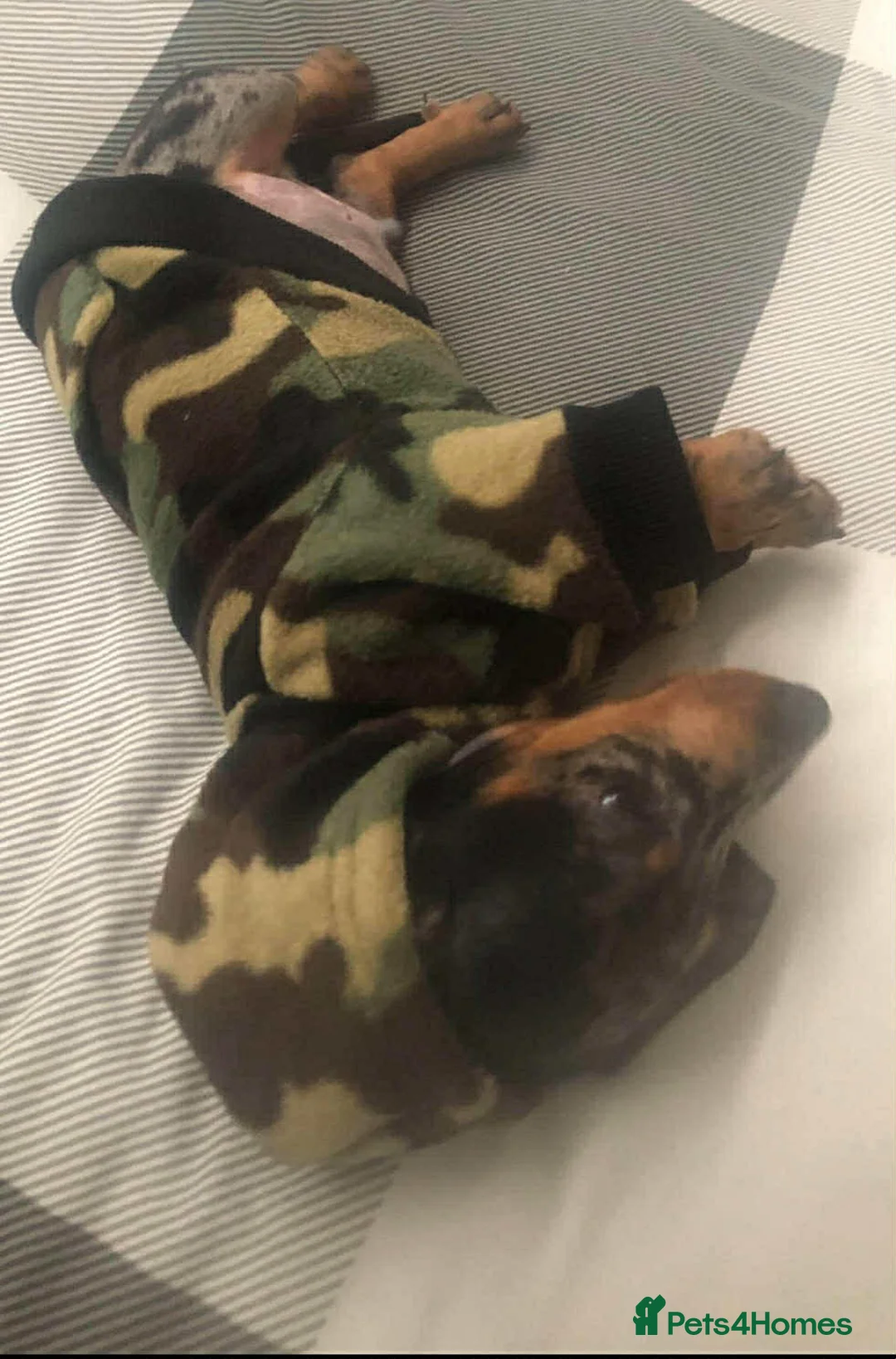 Dachshund dogs for sale: Dachshund puppies - Advert 8