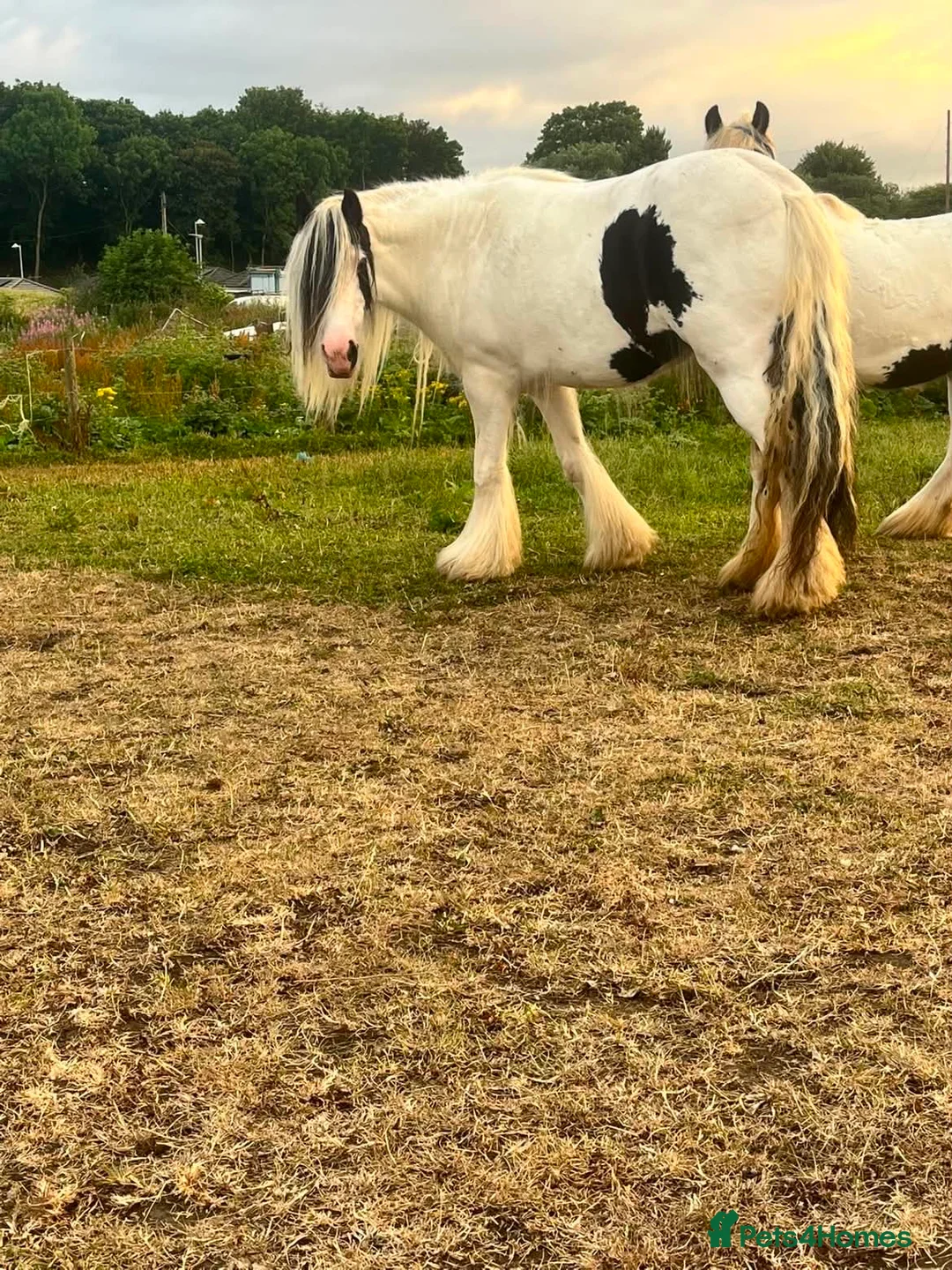 Irish Cob horses for sale: 5 year old mare  - Advert 1