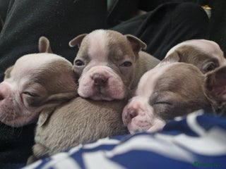 Boston Terrier dogs Beautiful Boston terrier puppies for sale - Advert 3