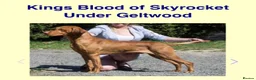 Hungarian Vizsla dogs for sale: Kc champion bred Hungarian Vizsla boy - Advert 5