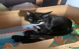 Mixed Breed cats for sale: Ragdoll, Russian blue & tuxedo kitten - Image 10