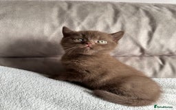 British Shorthair cats for sale: Chocolate brown British shorthair kitten  - Image 5