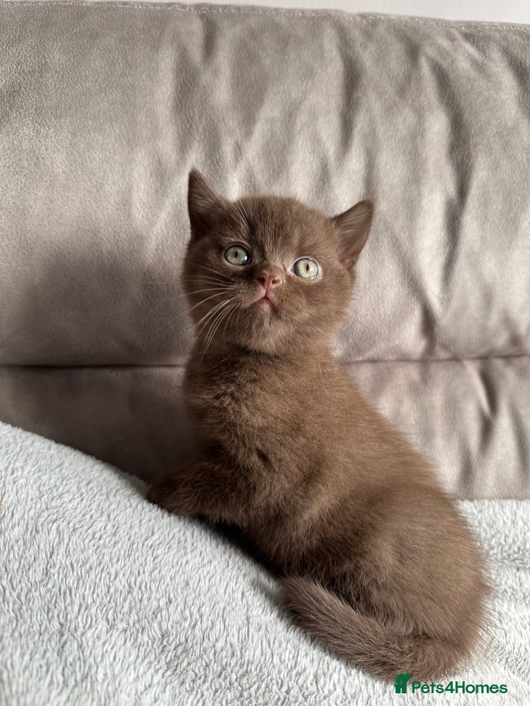 British Shorthair cats for sale: Chocolate brown British shorthair kitten  - Image 5