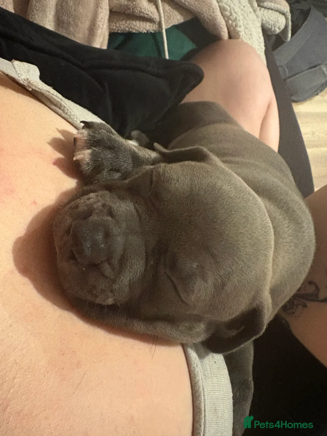 Mixed Breed dogs for sale: Our last beautiful pup lady blu - Advert 4