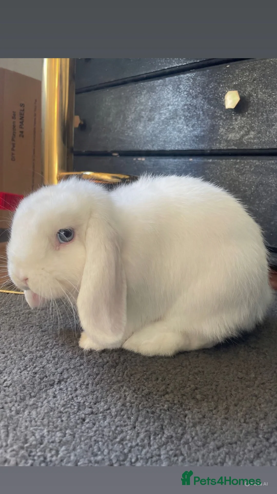 Mini Lop rabbits for sale: White Mini Lop  - Advert 1