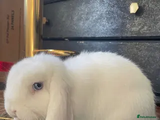 Mini Lop rabbits White Mini Lop 5 Months - Advert 1