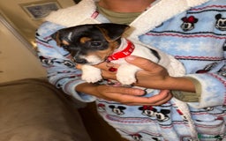 Jack Russell dogs for sale: Jack Russell Pure Breed Puppy’s  - Image 20