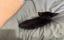 British Shorthair cats for sale: Cute moggie  - Image 3