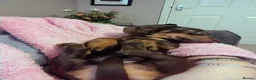 Miniature Dachshund dogs for sale: 🐾 Beautiful Miniature Dachshund Puppies 🐾 - Advert 22
