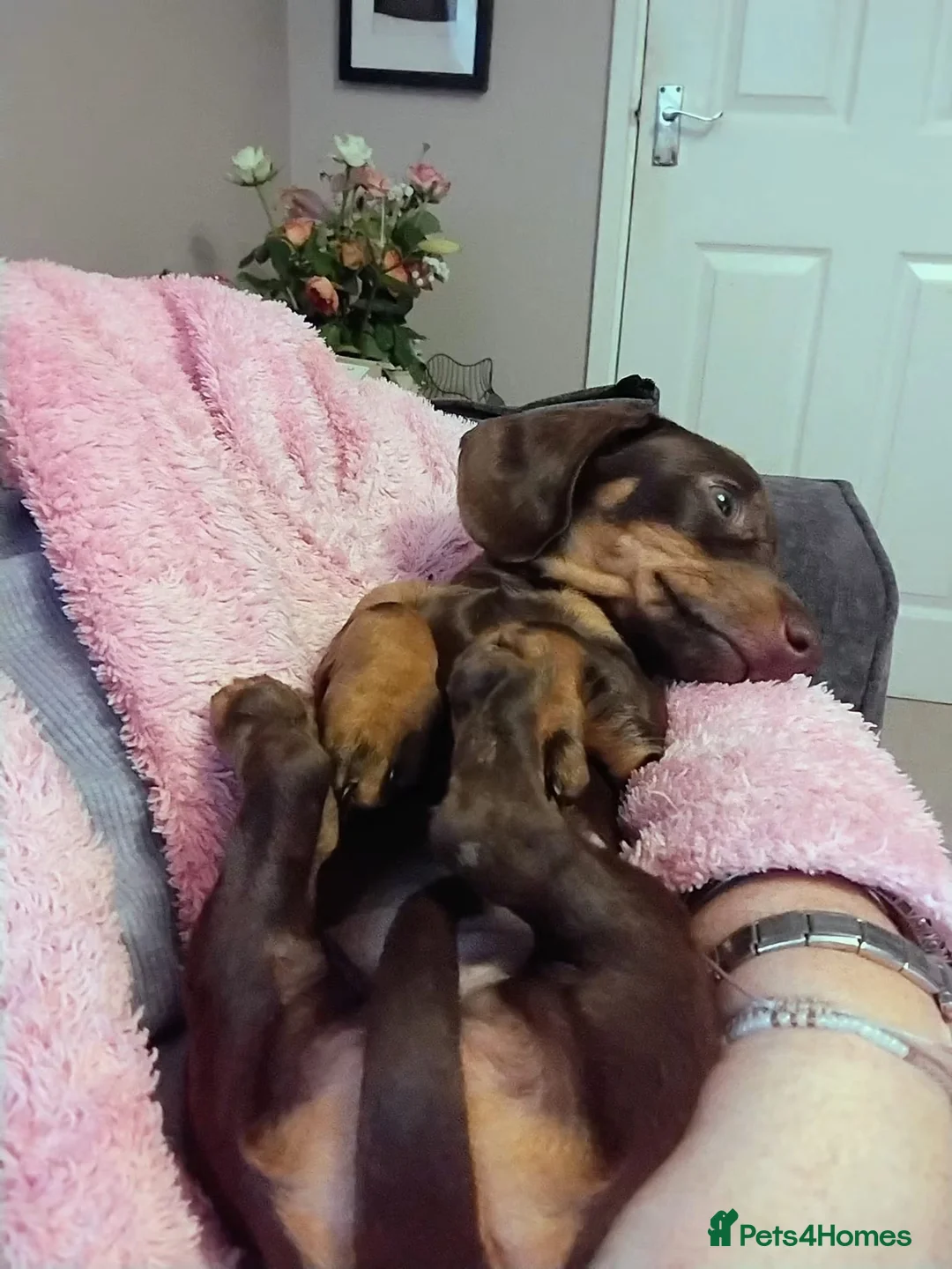 Miniature Dachshund dogs for sale: 🐾 Beautiful Miniature Dachshund Puppies 🐾 - Advert 22