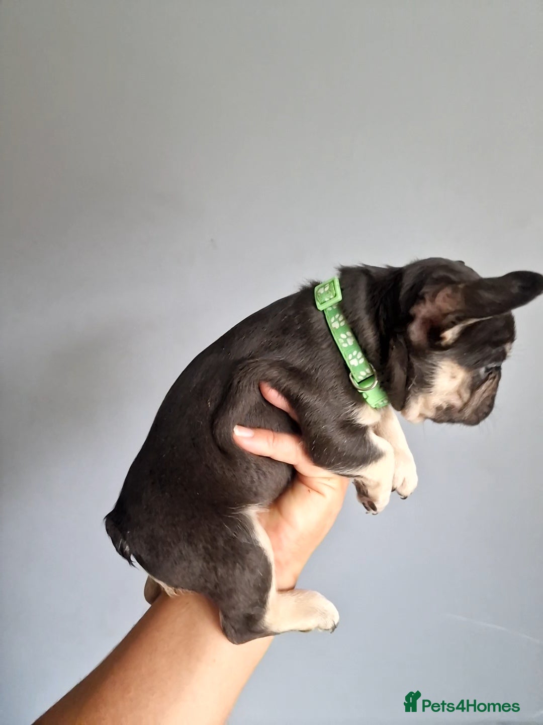 French Bulldog dogs for sale: Fluffy french bulldog puppies - Image 5