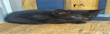 Mixed Breed 3
