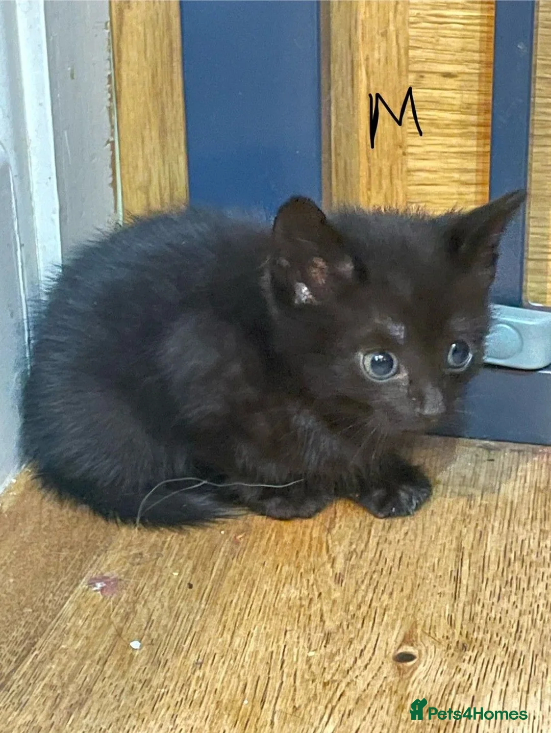 Mixed Breed cats for sale: Gorgous Kittens Available NOW - Advert 7